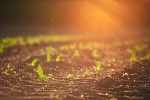 Small Seedlings Grow Newly Cultivated Soil — Stock Photo, Image
