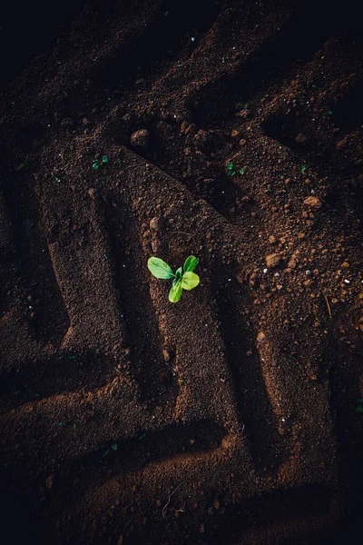 Small Seedlings Grow Ground Tractor Footprints — Stock Photo, Image