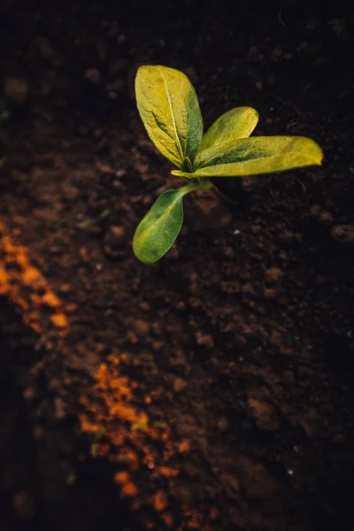 Yeni Ekilmiş Toprakta Küçük Fideler Yetişiyor — Stok fotoğraf