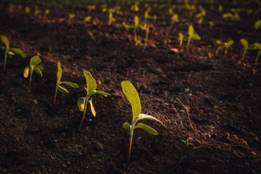 Yeni ekilmiş toprakta küçük fideler yetişiyor.