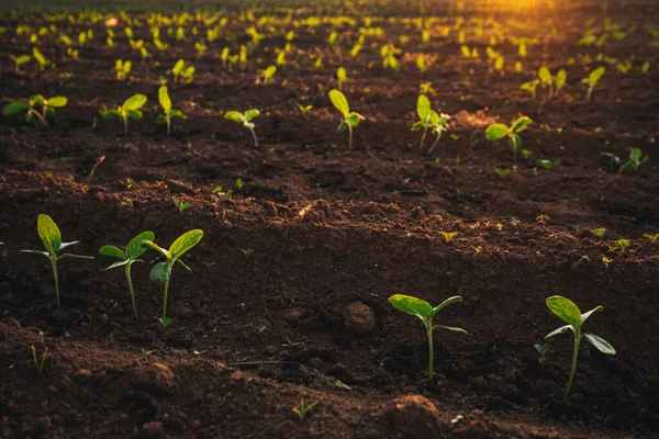 Petits Semis Poussent Dans Sol Nouvellement Cultivé — Photo