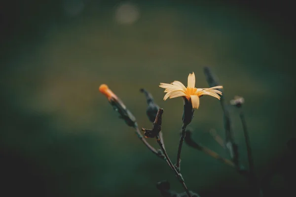 Flor amarela de scolymus hispanicus — Fotografia de Stock