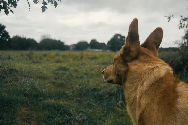 Hund auf dem Berg — Stockfoto