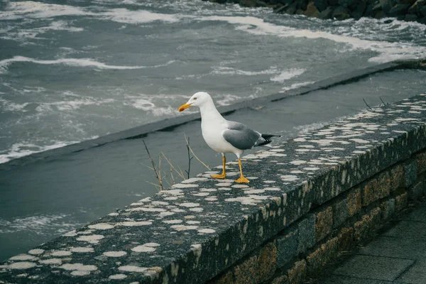 A seagull perched on a stone near the sea in baiona, galicia, sp — Stock Photo, Image
