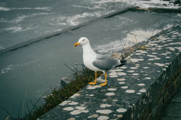 Een zeemeeuw neergestreken op een steen in de buurt van de zee in Baiona, Galicië, SP — Stockfoto