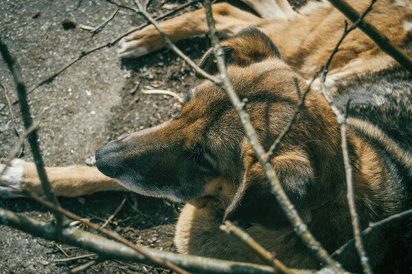 Лицо собаки без породы сверху
