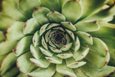 bir kaktüs (yaprak havadan görünümü)