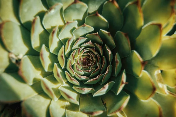 Vista aérea de un cactus (sempervirens ) —  Fotos de Stock