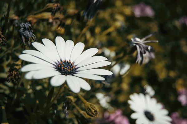 Een enkele witte osteosperma bloem buiten — Stockfoto