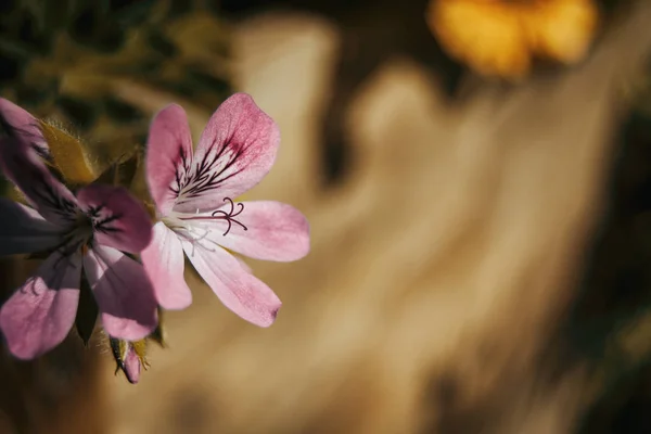 Närbild av geranium rosor blommor med naturligt ljus — Stockfoto