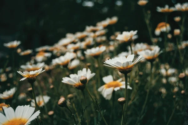 Bos witte margriet bloemen van onderen gezien — Stockfoto