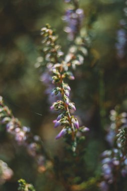 calluna vulgaris açık havada pembe çiçekler