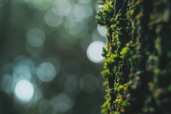 Musgo verde na casca de uma árvore com fundo bokeh — Fotografia de Stock