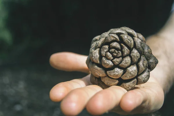 Bir çam kozalağı tutan el — Stok fotoğraf