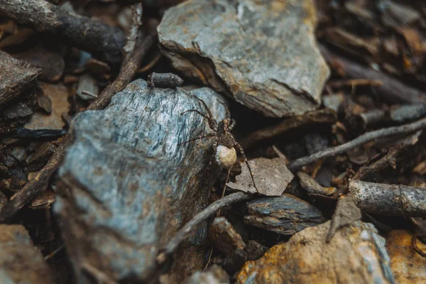 Aranha marrom com saco de ovo no chão de uma floresta, em cima de — Fotografia de Stock