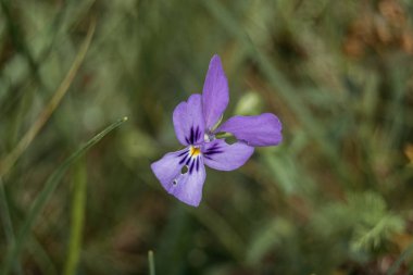 iris germanica bir alanda leylak çiçeği