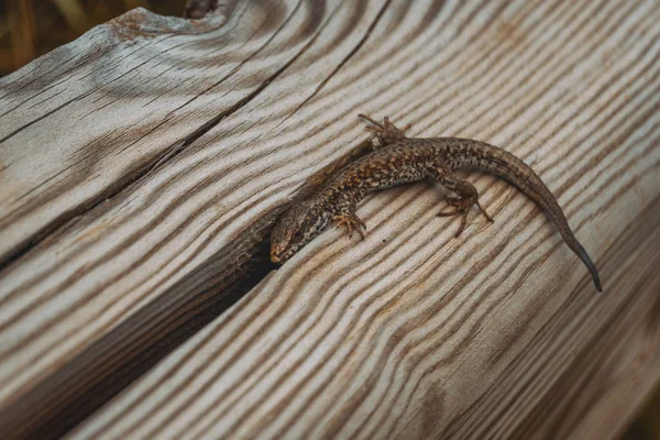 Brown lizard in the field on top of a wooden trunk looking at ca — Stock Photo, Image