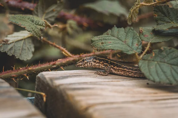 Lagarto marrón en el campo en la parte superior de un tronco de madera mirando ca — Foto de Stock