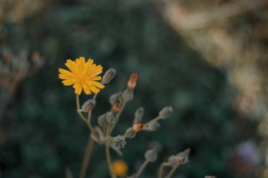 yellow flower of lactuta virosa in nature clipart