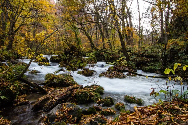 Renkli sonbahar ormanda çalışan stream.