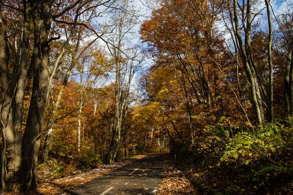 Renkli sonbahar ormanda peyzaj.