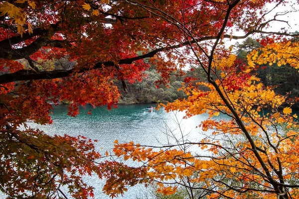 Sonbaharda bir ağacın göl, manzara renkli, yaprak.