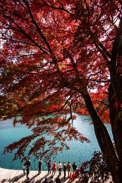 日本福岛 11月5日 在日本福岛 11月 52013 人们游览了五颜六色的湖泊 磐五色 Numa 和五颜六色的树叶 — 图库照片