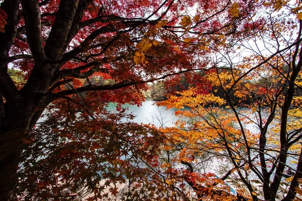 Sonbaharda bir ağacın göl, manzara renkli, yaprak.