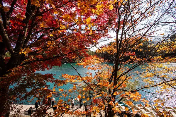 Sonbaharda bir ağacın göl, manzara renkli, yaprak.