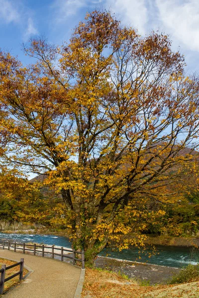 秋天河边的树上五颜六色的叶子 — 图库照片