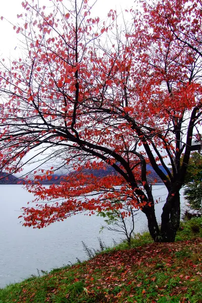 Sonbaharda bir ağacın bir göl, manzara renkli, yaprak.