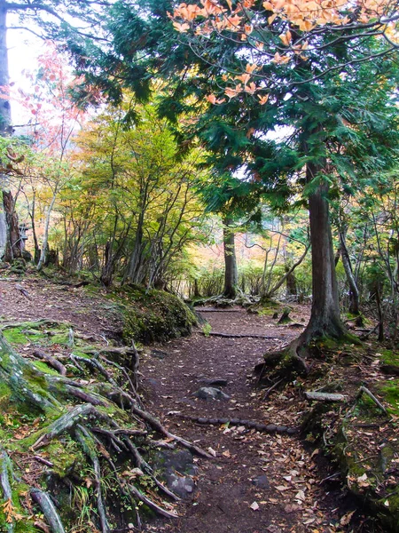Bir iz renkli ormanında sonbahar manzara.
