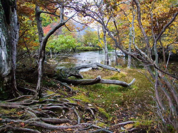 Sonbahar çalışan bir dere ile renkli orman manzara.