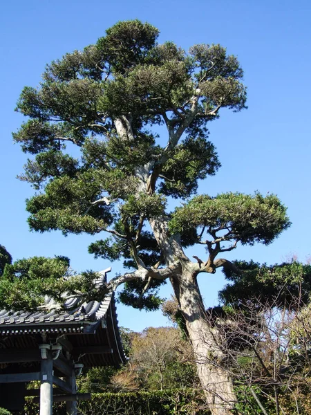 日本黑松林在一座寺庙的入口处有湛蓝的天空背景 — 图库照片