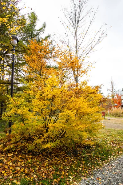 Ağaçlarda sonbahar renkli yaprakları.