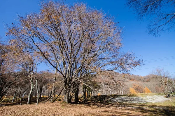 Manzara ağaçlar sonbahar ormanında düşen yaprağı.