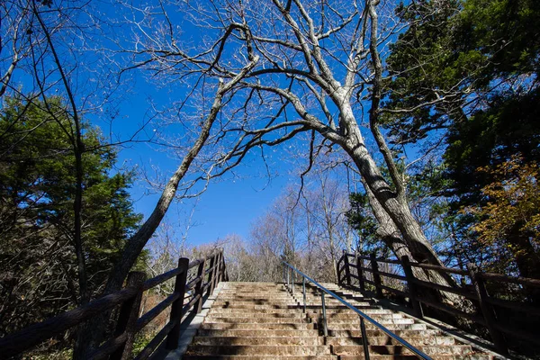 Peyzaj sonbahar ağaçların dalları ile parkta adımlardan.