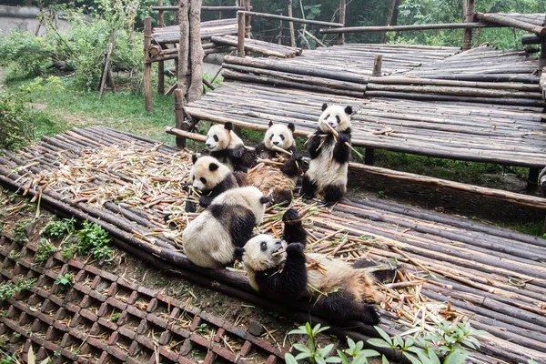 Pandalar Çin Hayvanat Bahçesi'nde sabah bambu yiyorsun.