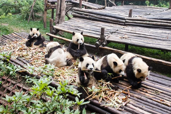 Pandalar Çin Hayvanat Bahçesi'nde sabah bambu yiyorsun.