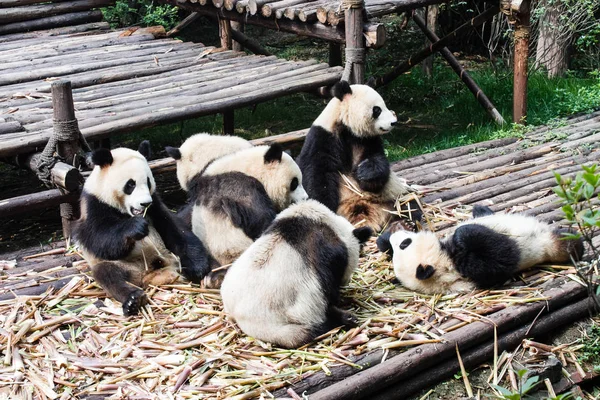 Pandalar Çin Hayvanat Bahçesi'nde sabah bambu yiyorsun.