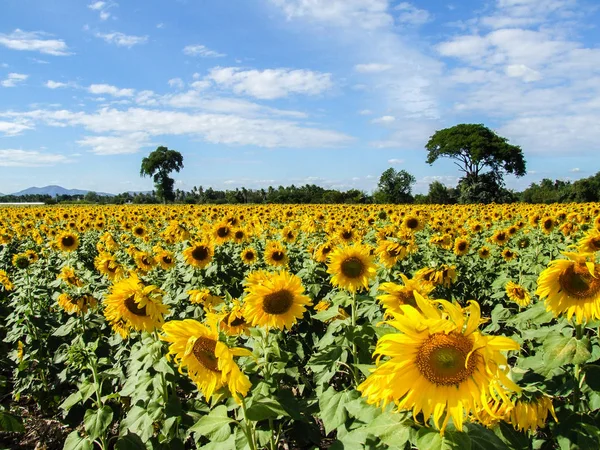 Sarımsı ayçiçeği ve arka plan mavi gökyüzü ve beyaz bulutlar.