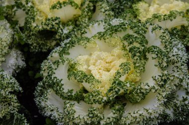 İçinde Bahçe dekoratif amaçla kullanılan renkli, yenen sebzeler.