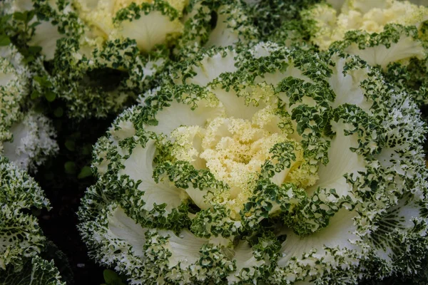 İçinde Bahçe dekoratif amaçla kullanılan renkli, yenen sebzeler.