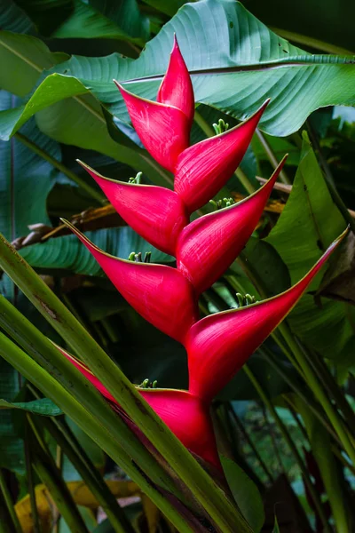 Kırmızı çiçek closeup arka planını yeşil yaprakları ile.