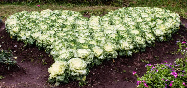 Renkli lahana kalp temsil.