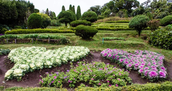 Renkli lahana kalp temsil.