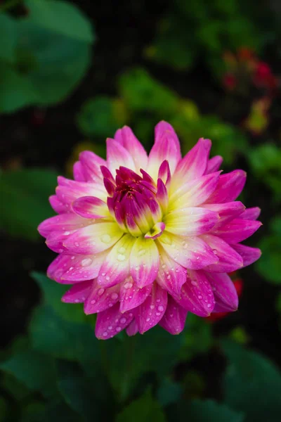 Renkli çiçek closeup arka bahçede yeşil yaprakları ile