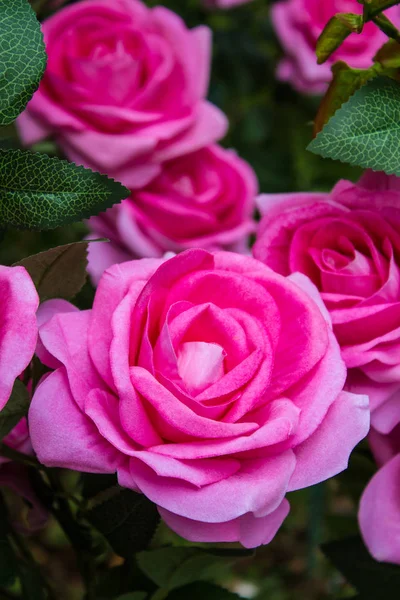 El yapımı tarafından yapay renkli gül.