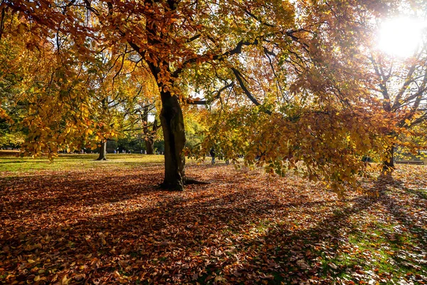 Autumn colors in Hyde Park — Stock Photo, Image