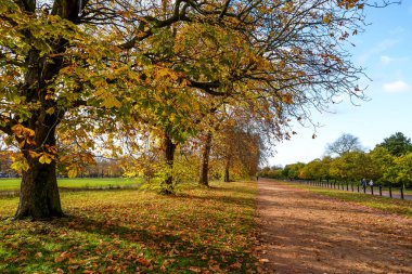 Hyde Park 'ta sonbahar renkleri
